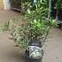 Drimys lanceolata 'Red Spice'