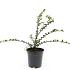 Cotoneaster nanshan 'Boer'