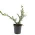 Cotoneaster nanshan 'Boer'