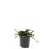 Cotoneaster pr. 'Streib's Findling'