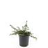 Cotoneaster pr. 'Streib's Findling'