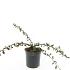 Cotoneaster radicans 'Eichholz'
