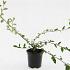 Cotoneaster sal. 'Herbstfeuer'