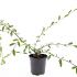 Cotoneaster sal. 'Herbstfeuer'