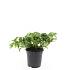 Pachysandra term. 'Green Carpet'