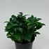 Pachysandra term. 'Green Carpet'
