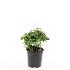 Pachysandra term. 'Green Carpet'