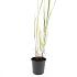 Panicum virgatum 'Heavy Metal'