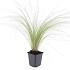 Stipa tenuissima 'Ponytails'