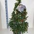 Ilex meserv. Blue Maid