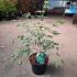 Acer pal. 'Dissectum'