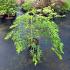 Acer pal. 'Dissectum'