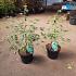 Acer pal. 'Dissectum'