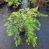 Acer pal. 'Dissectum'