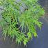 Acer pal. 'Dissectum'