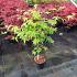 Acer pal. 'Osakazuki'
