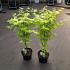 Acer shirasawanum 'Jordan'