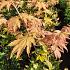 Acer shirasawanum 'Jordan'