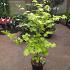 Acer shirasawanum 'Jordan'