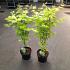 Acer shirasawanum 'Jordan'