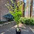 Acer shirasawanum 'Jordan'