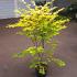 Acer shirasawanum 'Jordan'
