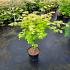 Acer shirasawanum 'Jordan'