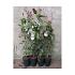 Clematis arm. 'Apple Blossom'