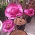 Magnolia Black Tulip