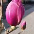 Magnolia Black Tulip