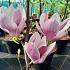 Magnolia soul. 'Satisfaction'