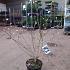 Magnolia stellata