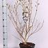 Magnolia stellata