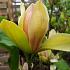 Magnolia 'Sunsation'