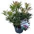 Pieris 'Flaming Silver'