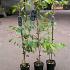 Wisteria sinensis 'Prolific'