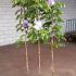 Wisteria sinensis 'Prolific'