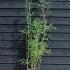 Fargesia nitida 'Black Pearl'