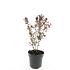 Berberis thunb. 'Atropurpurea'