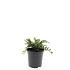 Cotoneaster adpressus