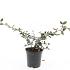 Cotoneaster lacteus