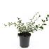 Cotoneaster lacteus