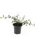 Cotoneaster lacteus