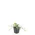 Hedera hel. 'Glacier'