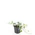 Hedera hel. 'Glacier'