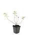 Hypericum dummeri 'Peter Dummer'