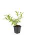 Hypericum i. 'Annebel'