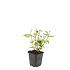 Hypericum i. 'Annebel'