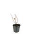 Hypericum i. 'Beauty'