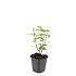 Hypericum i. 'Rheingold'